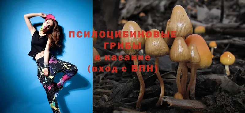 Галлюциногенные грибы Cubensis  Верещагино 